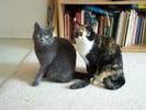 Patches and Dusty