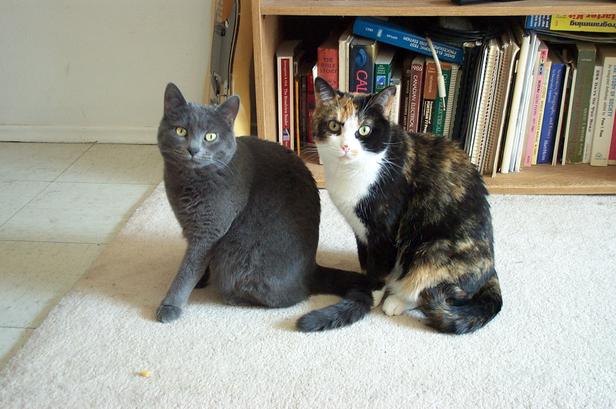 Patches and Dusty