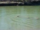 Blue swimming