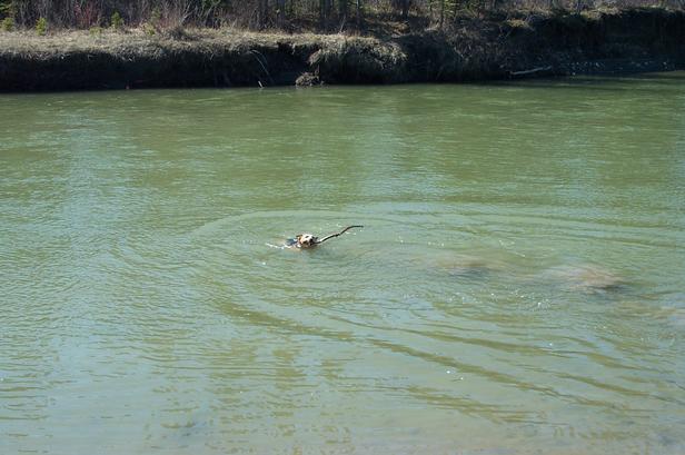 Blue swimming