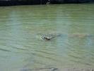 Blue swimming