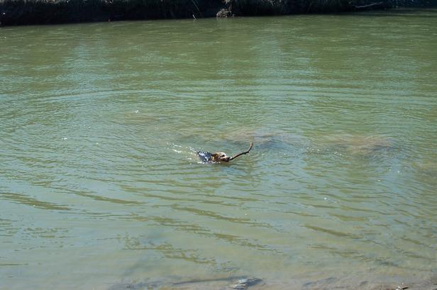 Blue swimming