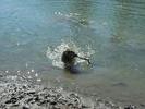 Blue swimming