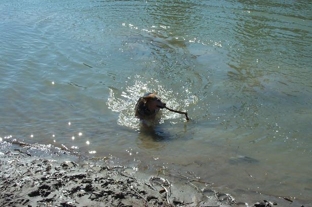 Blue swimming