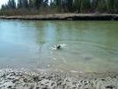Blue swimming