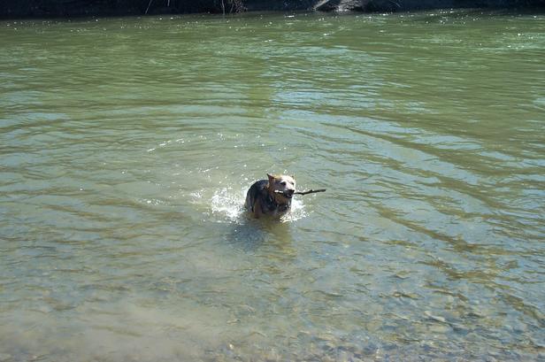 Blue swimming