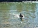 Blue swimming