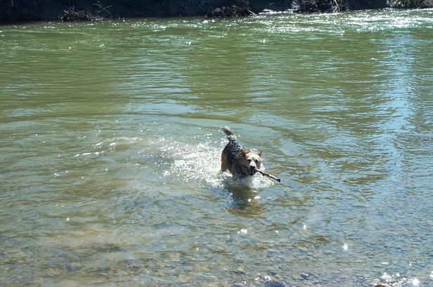Blue swimming