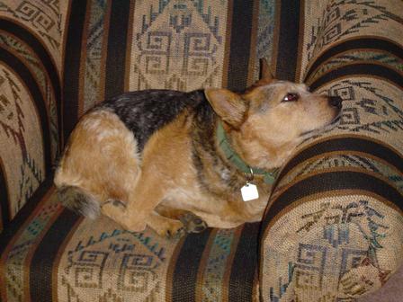 Blue and her chair