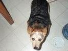 Blue the Dog