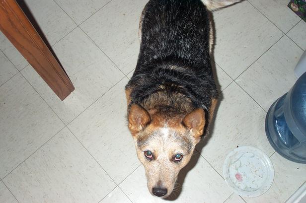 Blue the Dog
