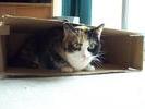 Boxed Patches