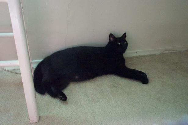 Spook flops