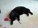 Spook, Canada Day Cat
