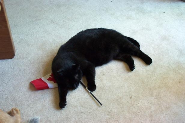 Spook, Canada Day Cat