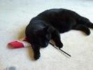 Spook, Canada Day Cat