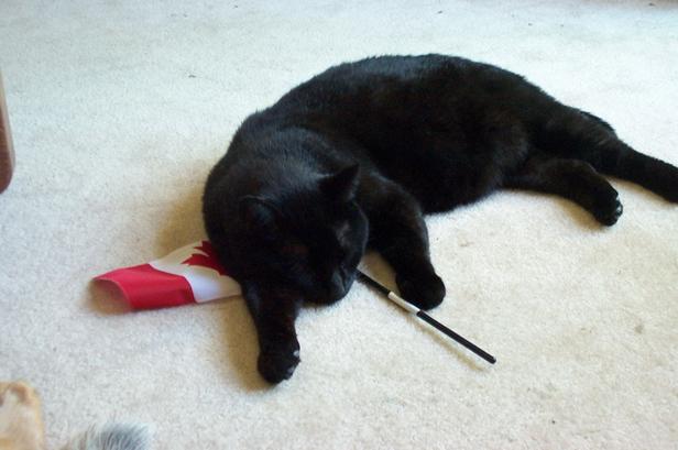 Spook, Canada Day Cat