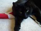 Spook, Canada Day Cat