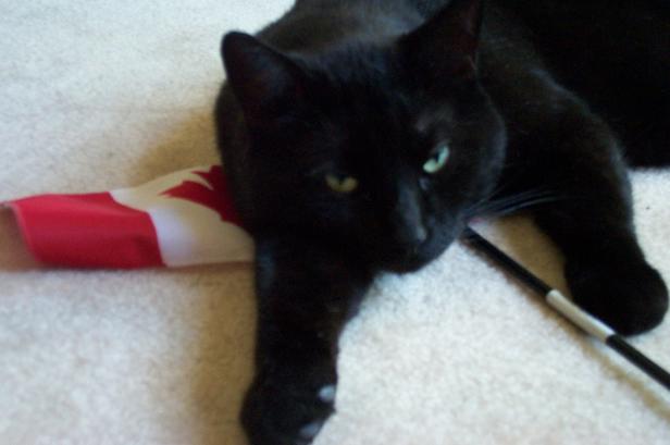 Spook, Canada Day Cat