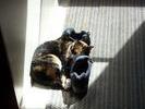 Patches likes shoes