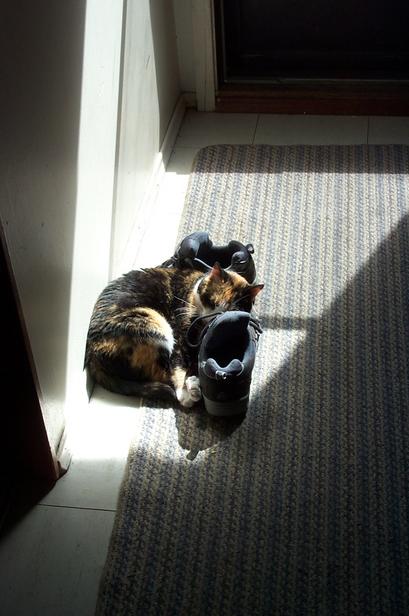 Patches likes shoes
