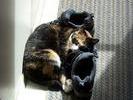 Patches likes shoes