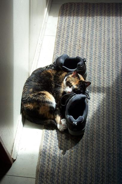 Patches likes shoes