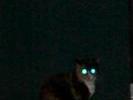 Itty Bitty Kitty Possessed